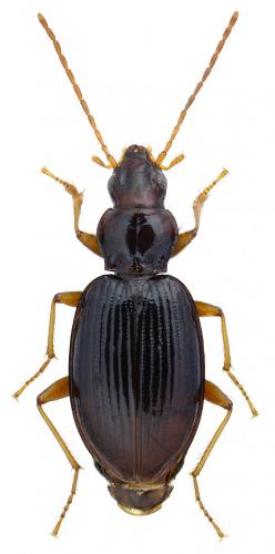 Bembidion (stephensii)