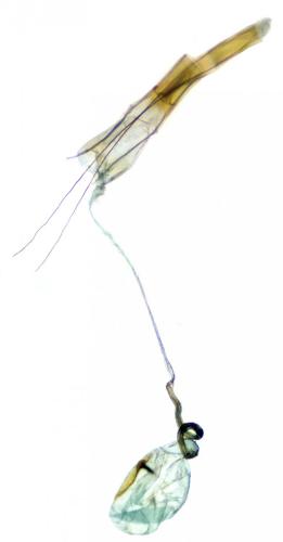 Blastobasis phycidella