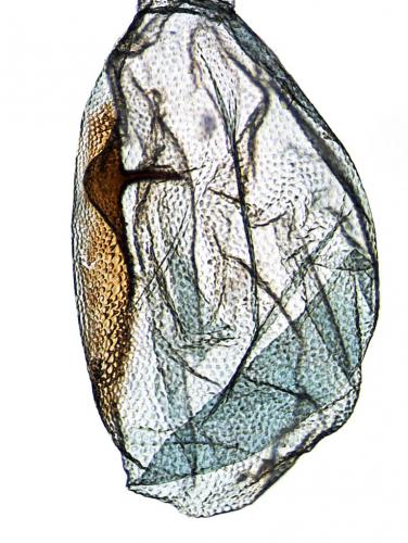 Blastobasis phycidella