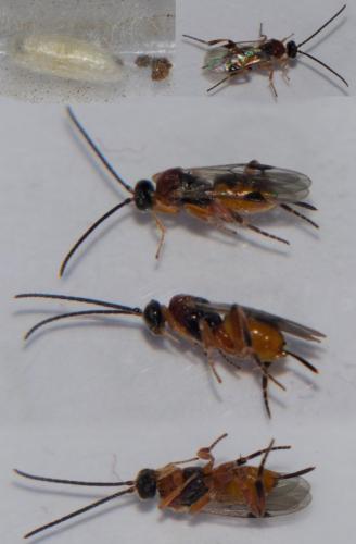 Réf. 207 370 : Microgastrini inconnu