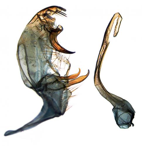 Réf. 207 575 : Bryotropha basaltinella