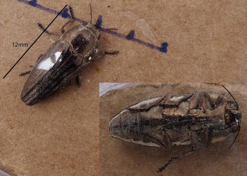 Sphenoptera sp.