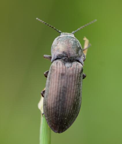 Selatosomus latus