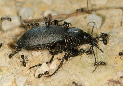 Réf. 207 324 : Carabus coriaceus