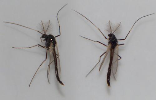 Réf. 207 772 : Orthocladiinae inconnu
