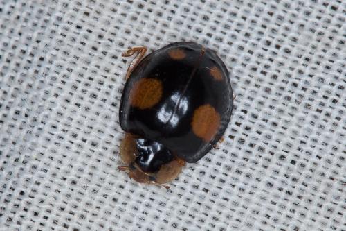 Harmonia axyridis