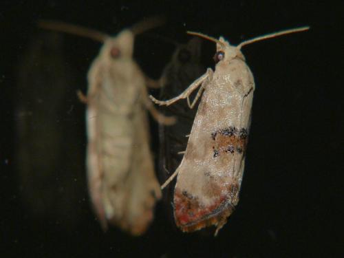 Réf. 207 219 : Cochylis sp.