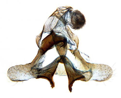 Coleophora serratella