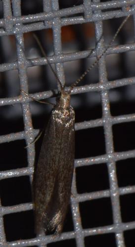 Coleophora serratella