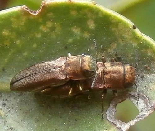 Réf. 207 305 : Agrilus sp.