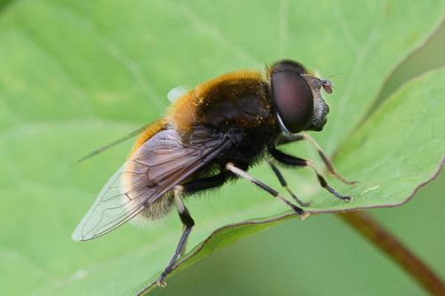 Réf. 207 588 : Eristalis intricaria