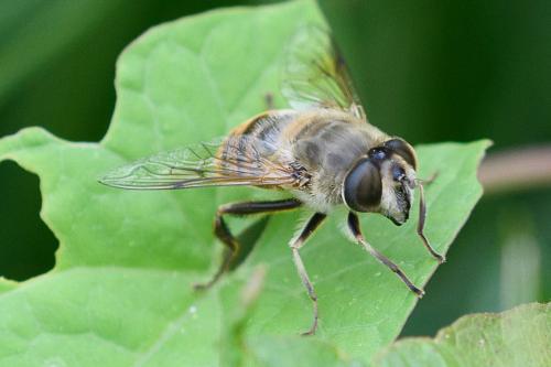 Réf. 207 123 : Eristalis tenax