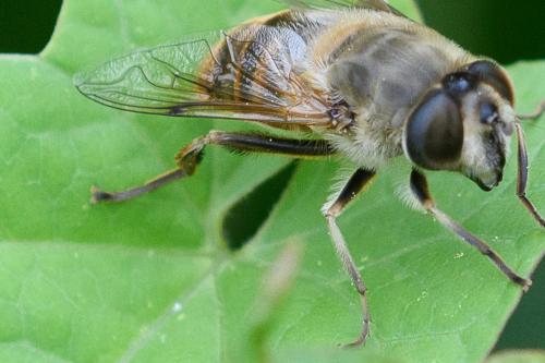 Eristalis tenax