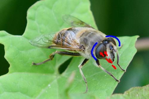 Eristalis tenax