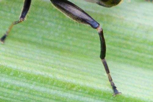 Chalcosyrphus nemorum