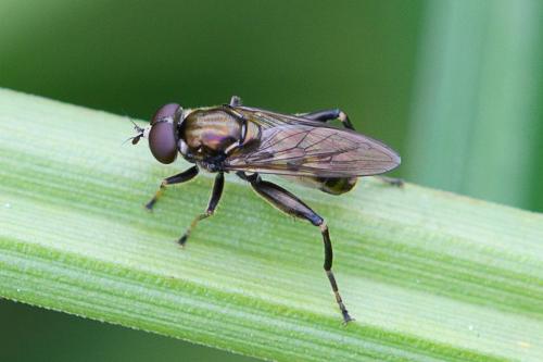Chalcosyrphus nemorum