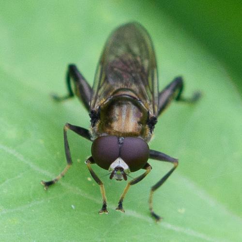 Chalcosyrphus nemorum