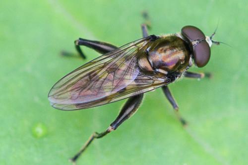 Chalcosyrphus nemorum