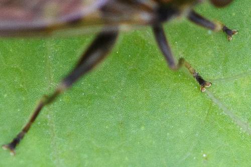 Chalcosyrphus nemorum