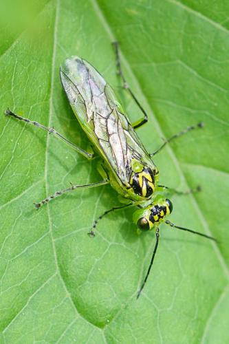 Réf. 207 752 : Rhogogaster chlorosoma