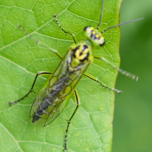 Rhogogaster chlorosoma