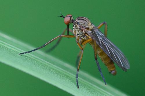 Empis livida