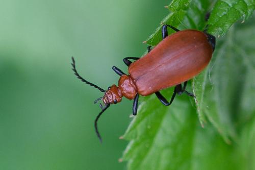 Réf. 207 000 : Pyrochroa serraticornis