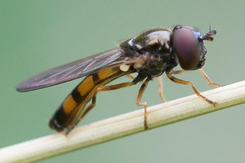 Melanostoma mellinum