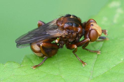 Réf. 207 523 : Sicus ferrugineus