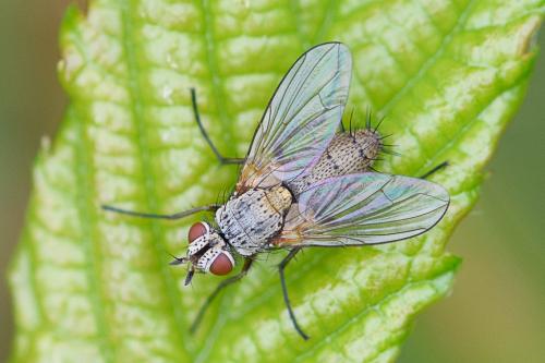 Réf. 207 603 : Solieria sp.