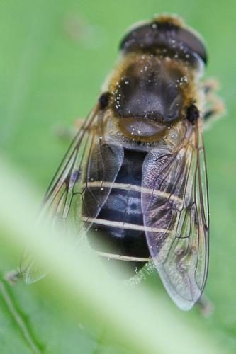 Eristalis sp.