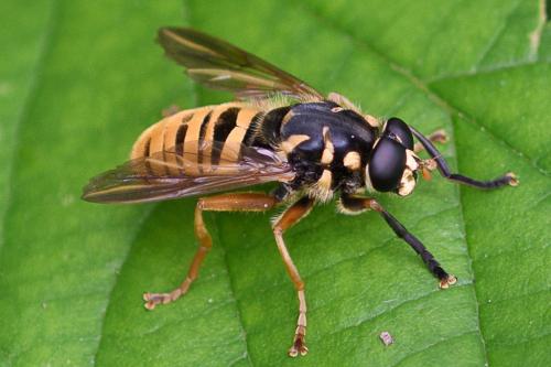 Temnostoma vespiforme