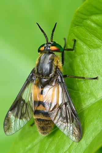 Chrysops viduatus