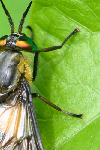 Réf. 207 404 : Chrysops viduatus