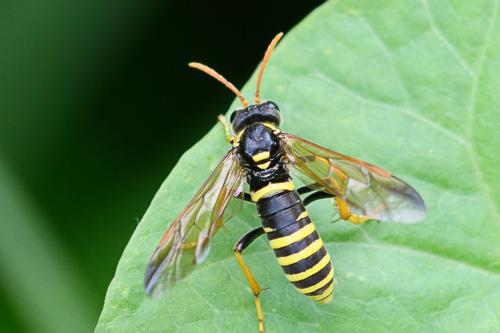 Tenthredo scrophulariae