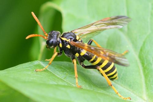 Réf. 207 573 : Tenthredo scrophulariae