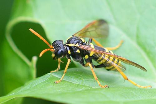 Réf. 207 574 : Tenthredo scrophulariae
