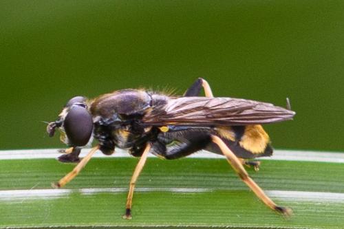 Réf. 207 365 : Xylota sylvarum