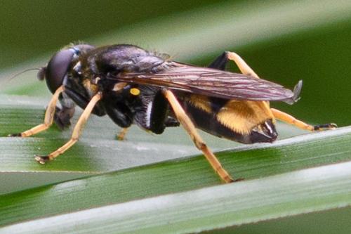 Réf. 207 366 : Xylota sylvarum