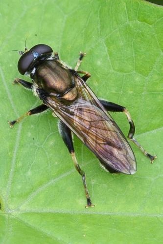 Réf. 207 316 : Xylota segnis