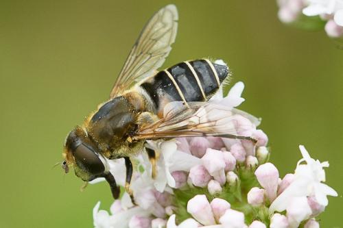 Réf. 207 727 : Eristalis nemorum