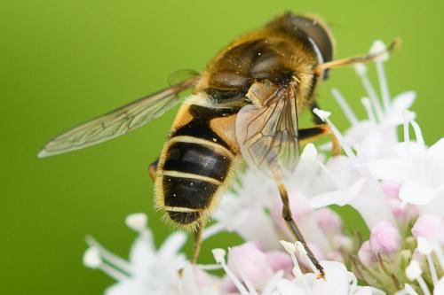 Réf. 207 746 : Eristalis nemorum