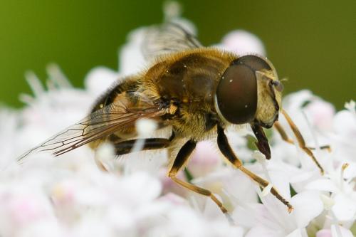 Réf. 207 747 : Eristalis nemorum