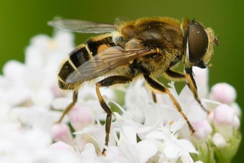 Réf. 207 745 : Eristalis nemorum