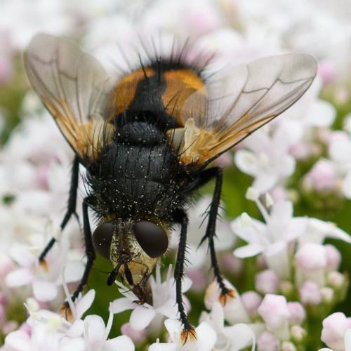 Nowickia ferox