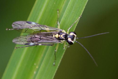 Réf. 207 748 : Pachyprotasis antennata