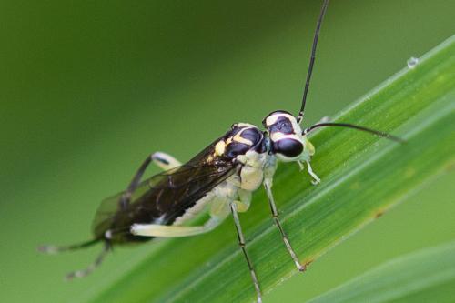 Pachyprotasis antennata