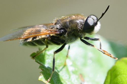 Stratiomys longicornis