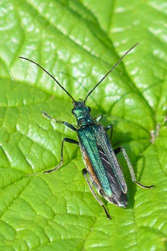 Oedemera nobilis