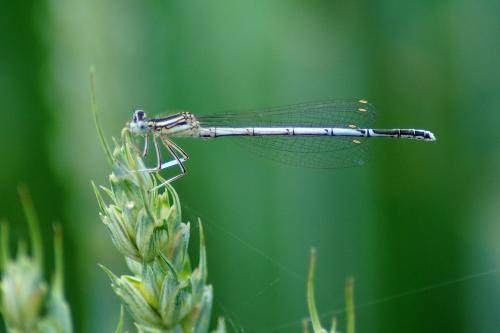 Platycnemis pennipes